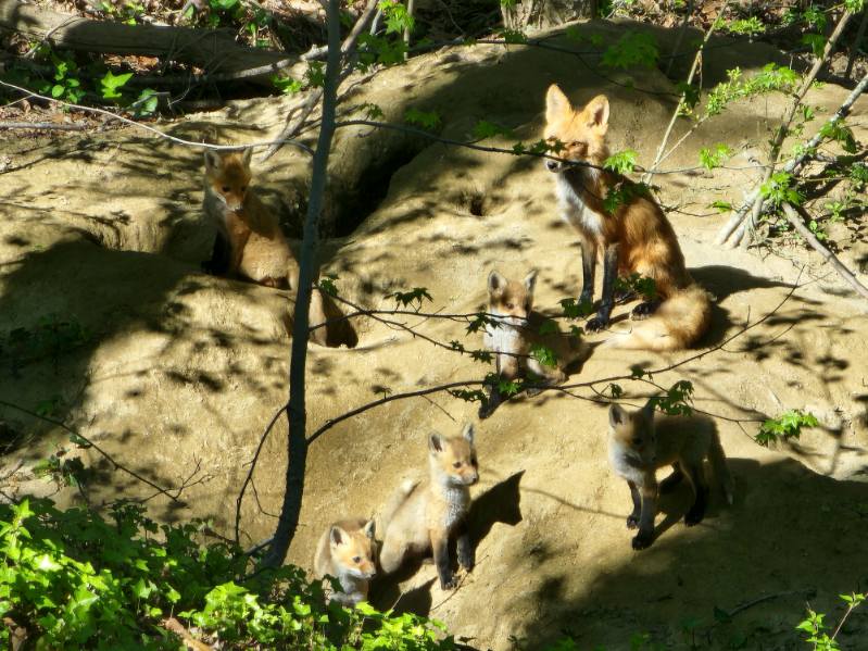 04_2024 foxes.jpg