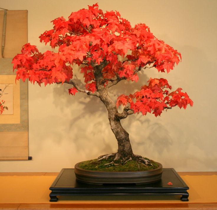 593ca182cb5f027c5dae98a3a110f818--bonsai-plants-bonsai-art.jpg