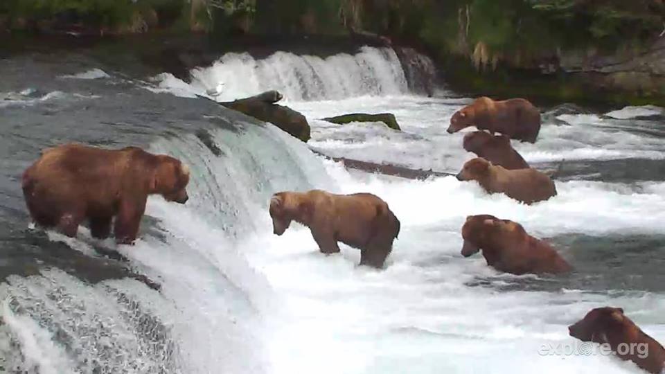 6-posted-thursday-anyone-watch-bearCam-last-night-At-one-point-there-were-ELEVEN-bears-fishing.-.jpg