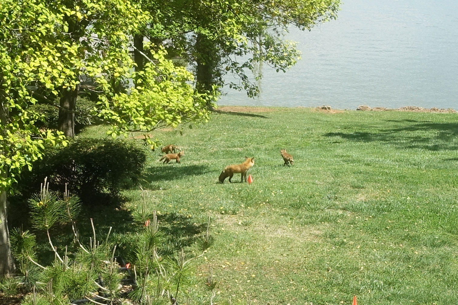 baby-foxes.jpg