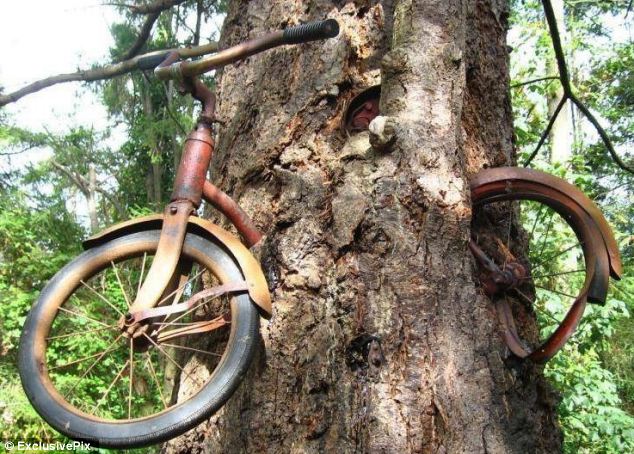 bike.in.a.tree.jpg