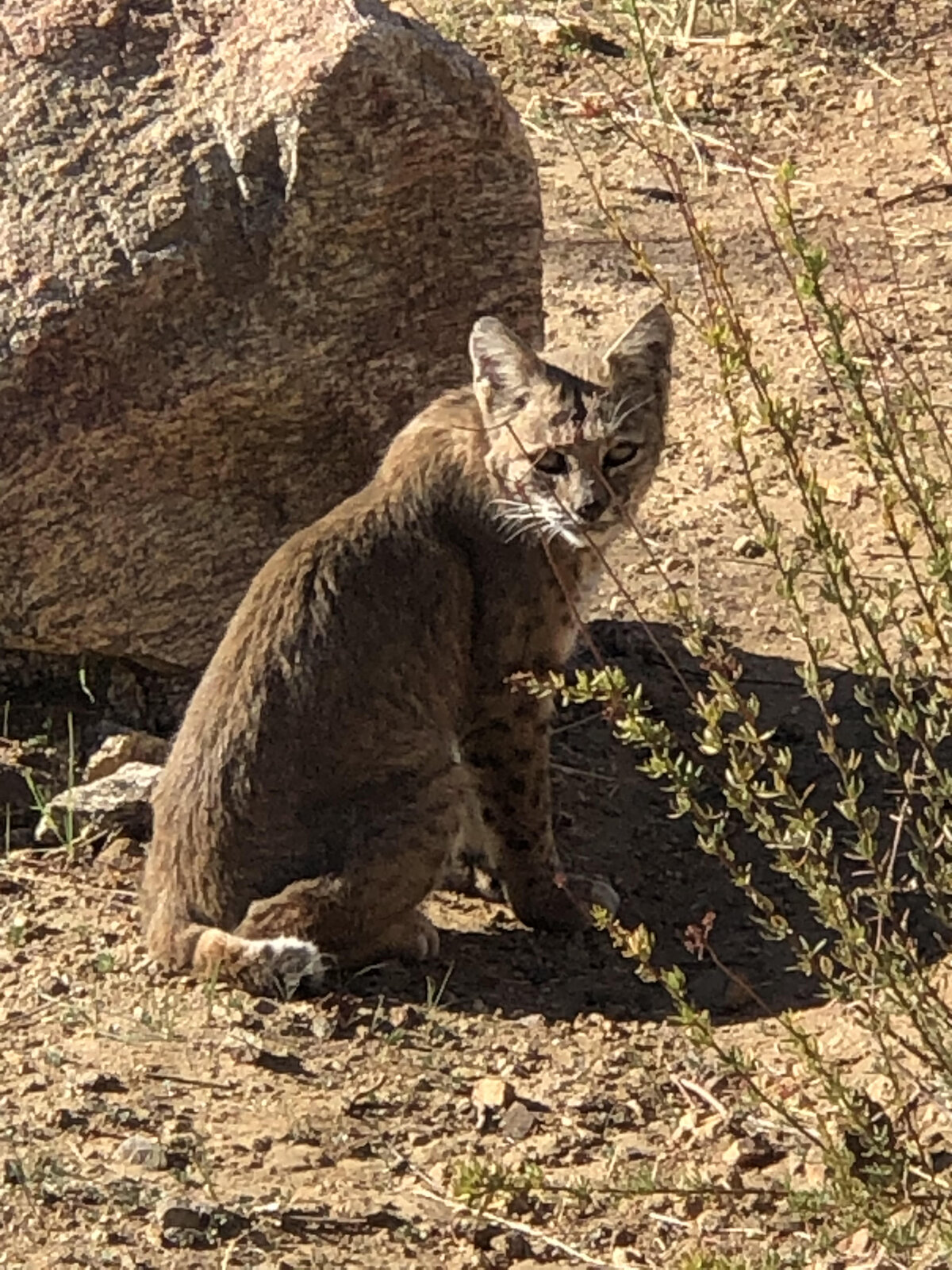 bobcat on gmr.jpg