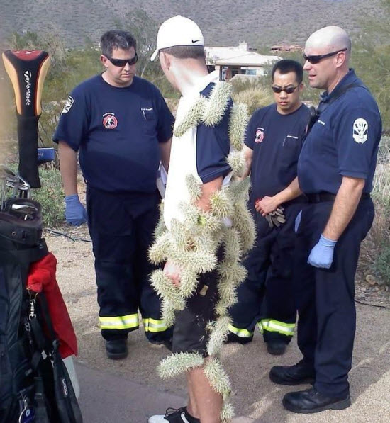 cactus-accident.jpeg