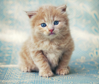 cute-kitten-thinkstock-180934048-335sm12913.jpg