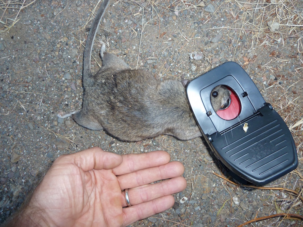 deadwoodrat.jpg