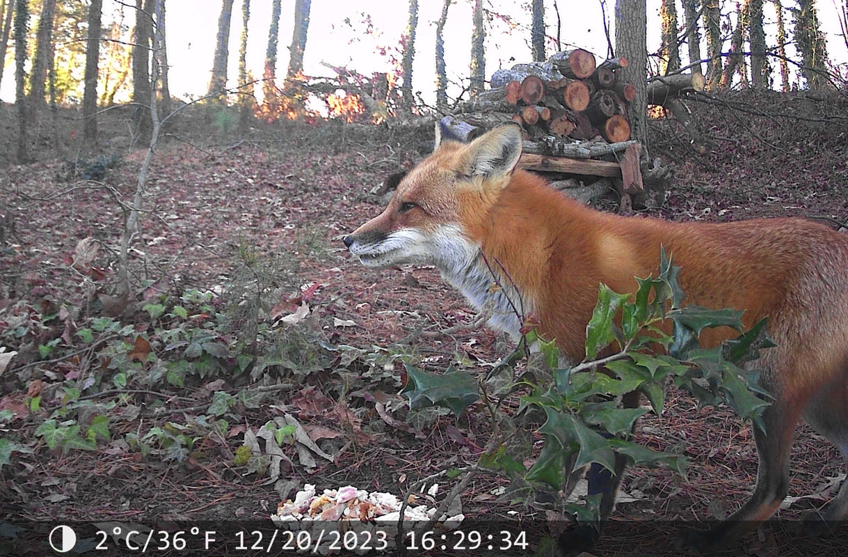 fox-cam.jpg