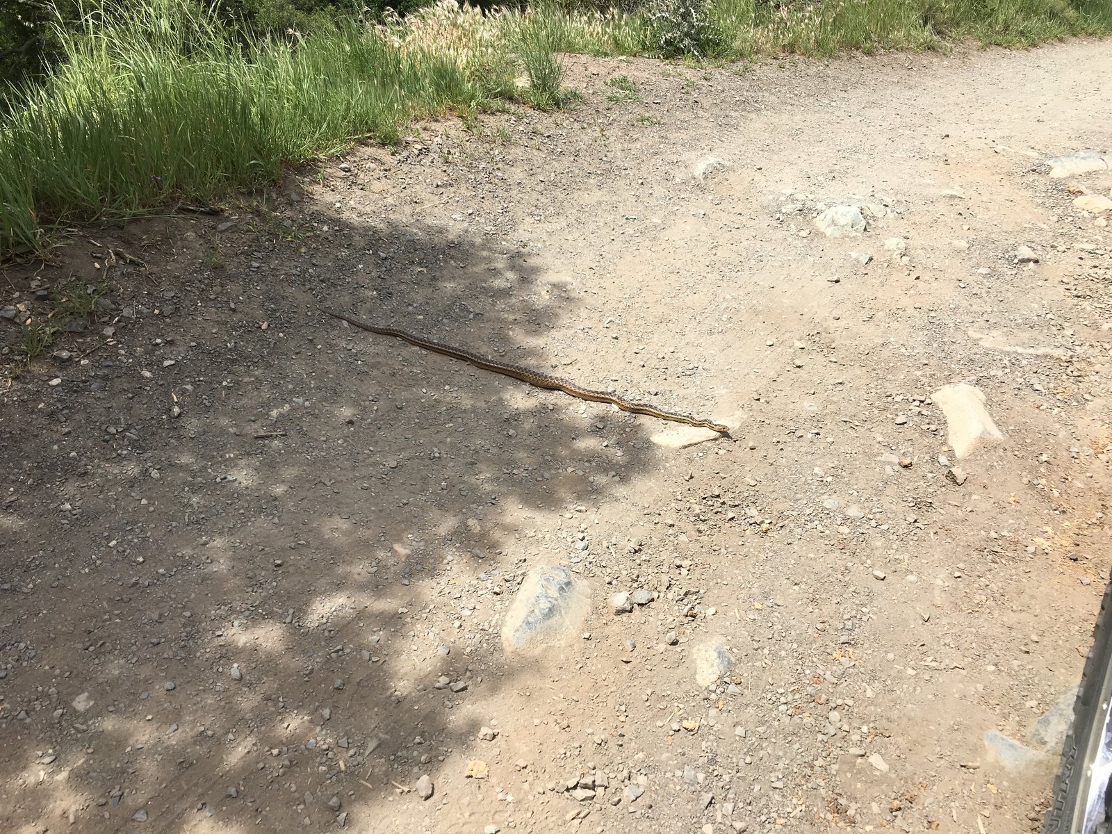 gophersnake.jpg