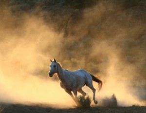 horse-300x232.jpg