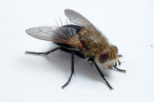 House-fly-6966.jpg