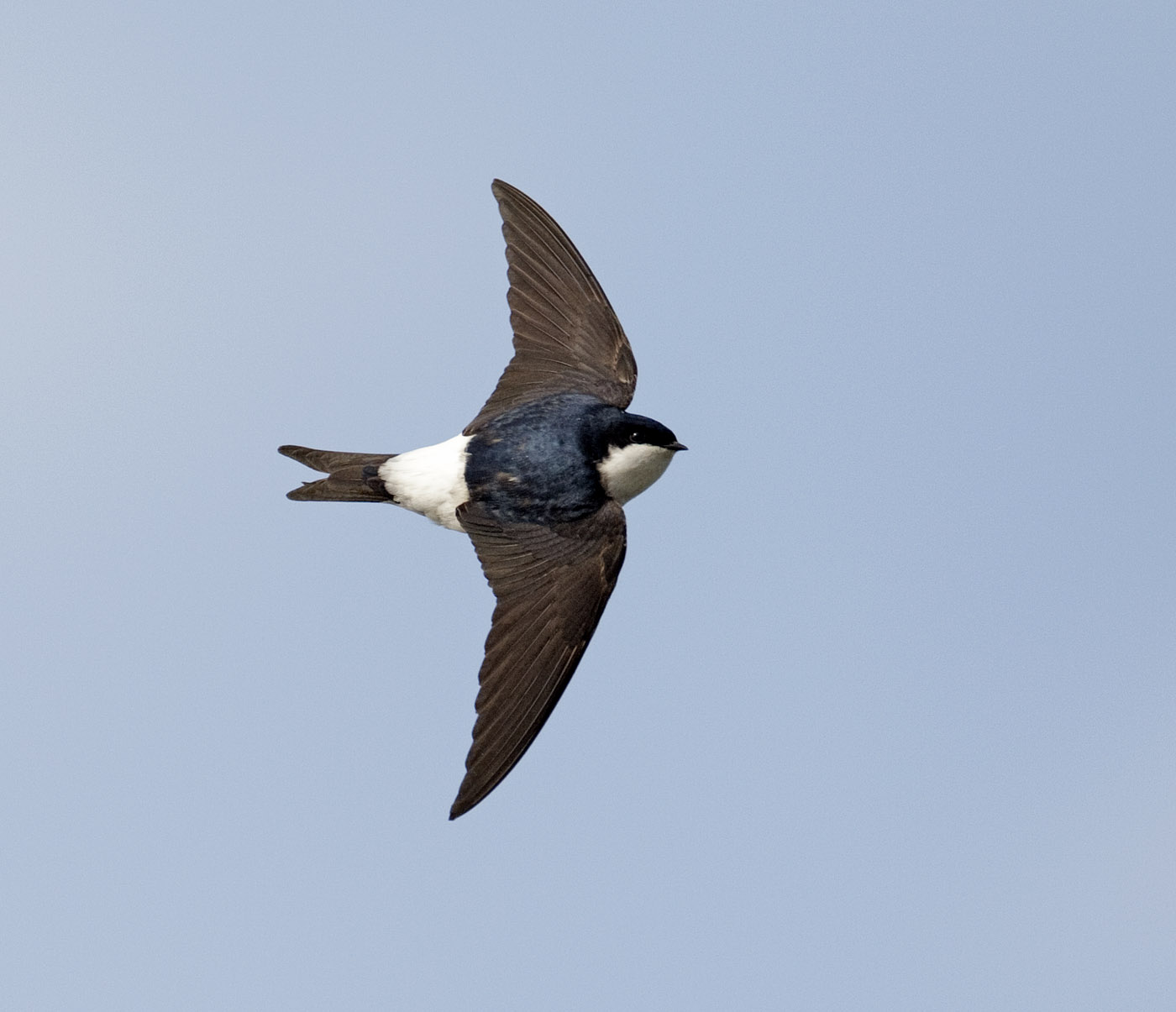 house-martin5.jpg