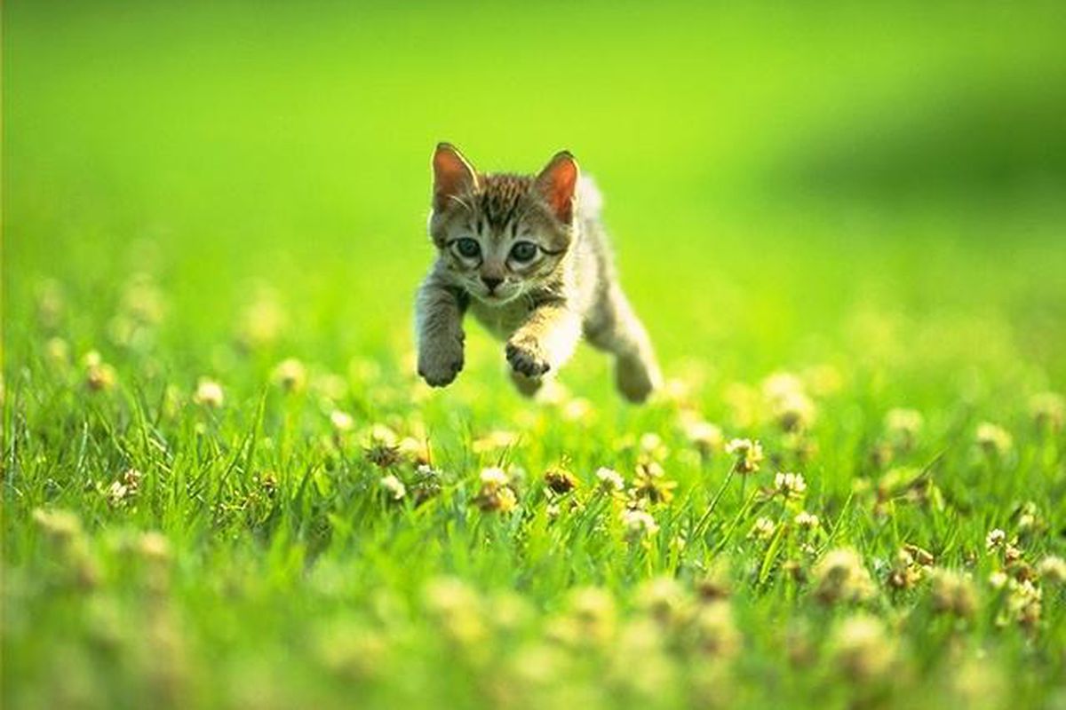 kitten_field_jump.jpg