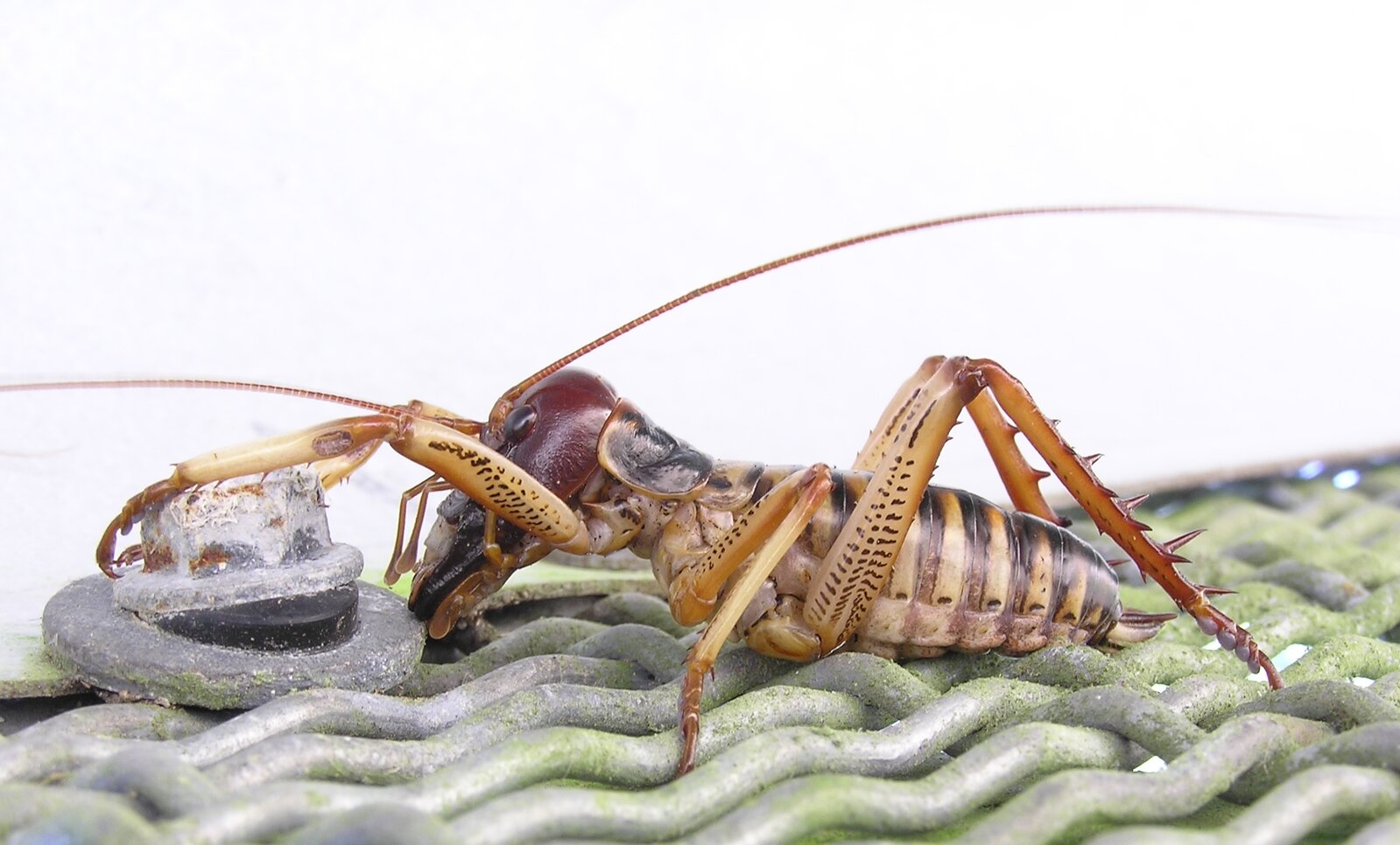 Male_tree_weta-orig.jpg