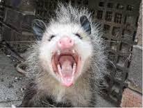 possum.jpg