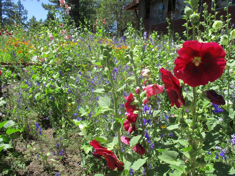 skyine flowers.jpg