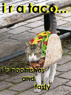 taco cat.JPG