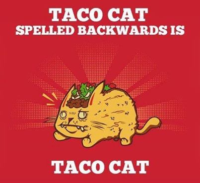 taco.cat.jpg