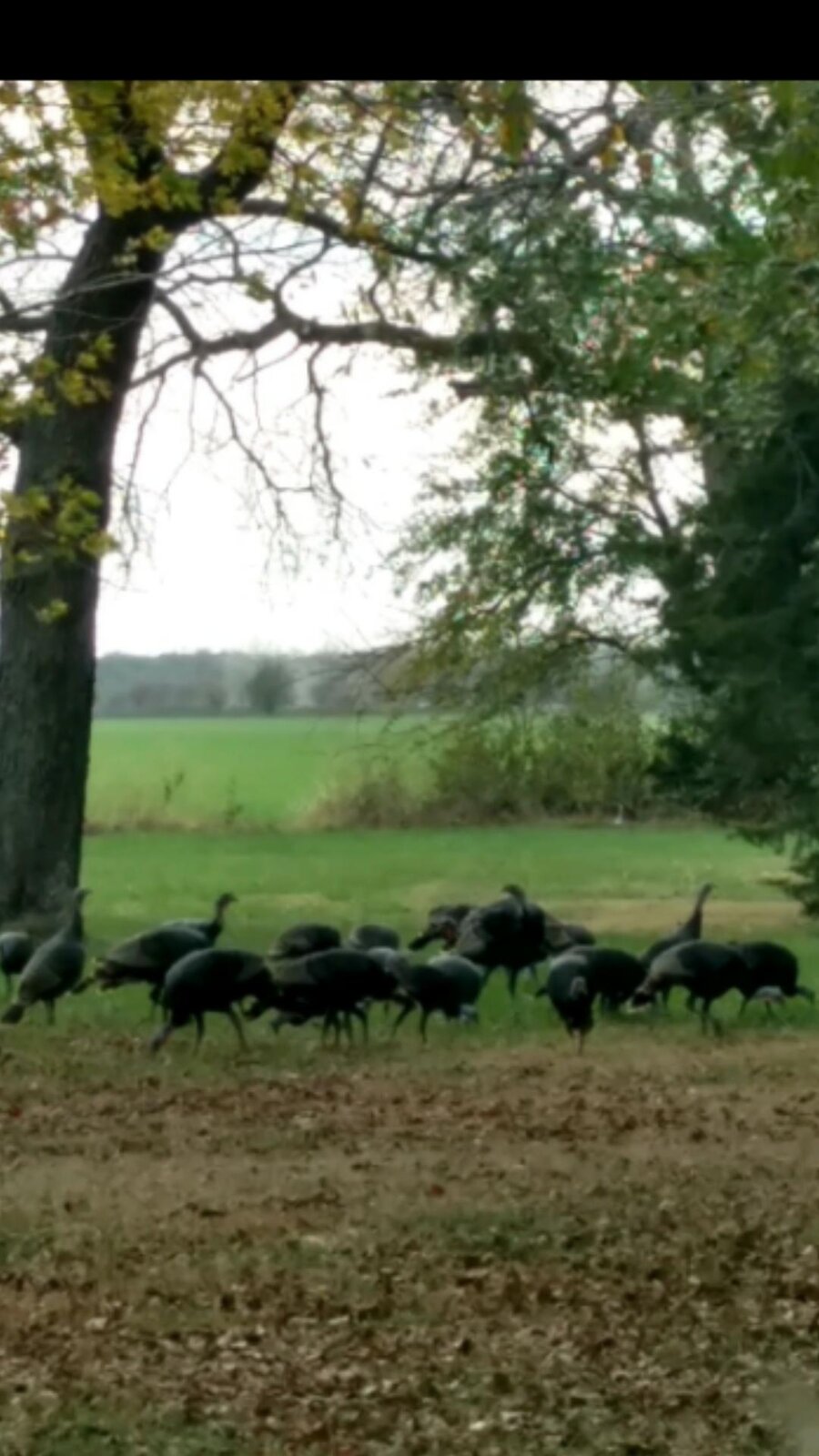 Turkeys.jpg