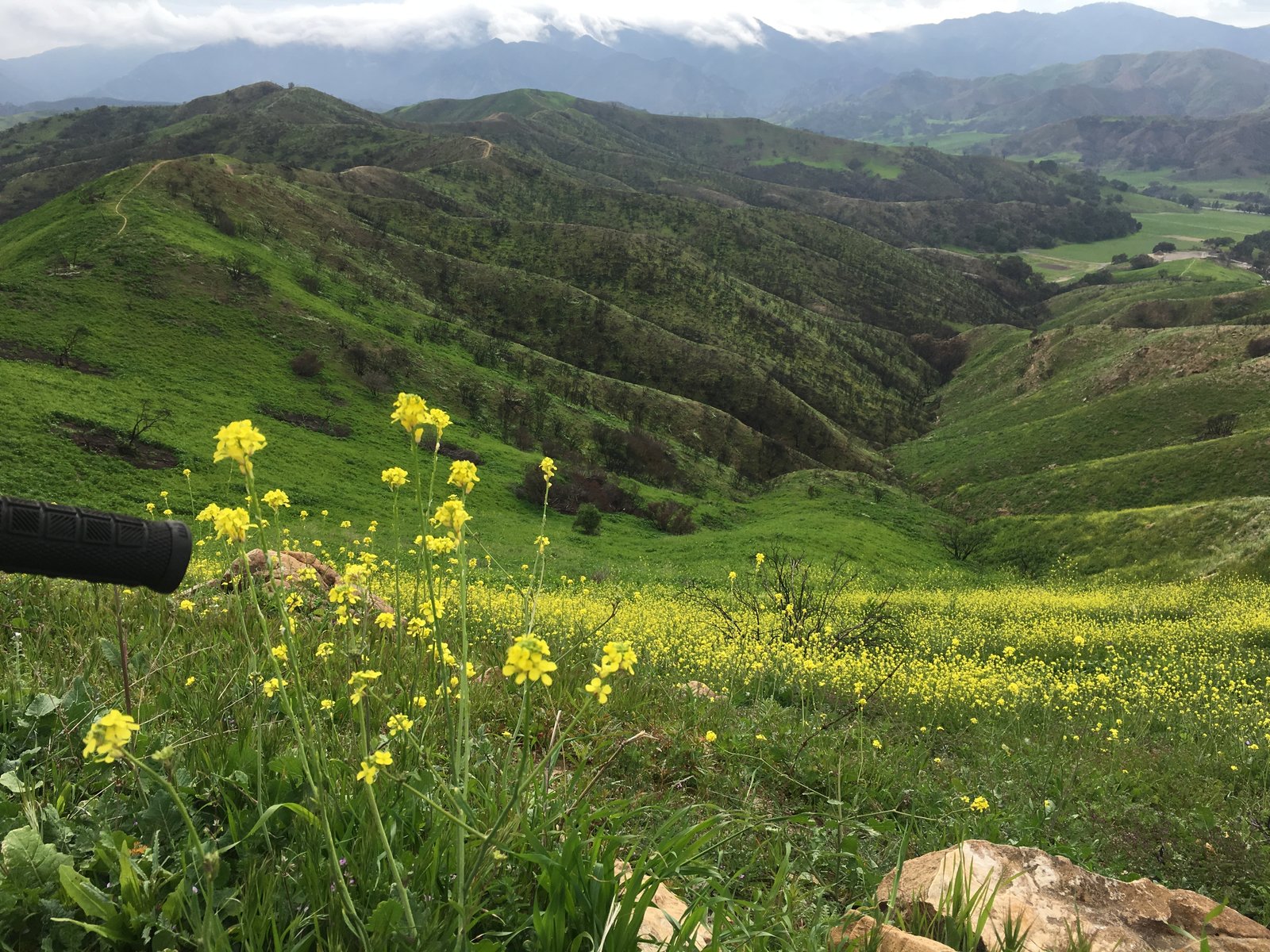 Yellow Flowers.JPG